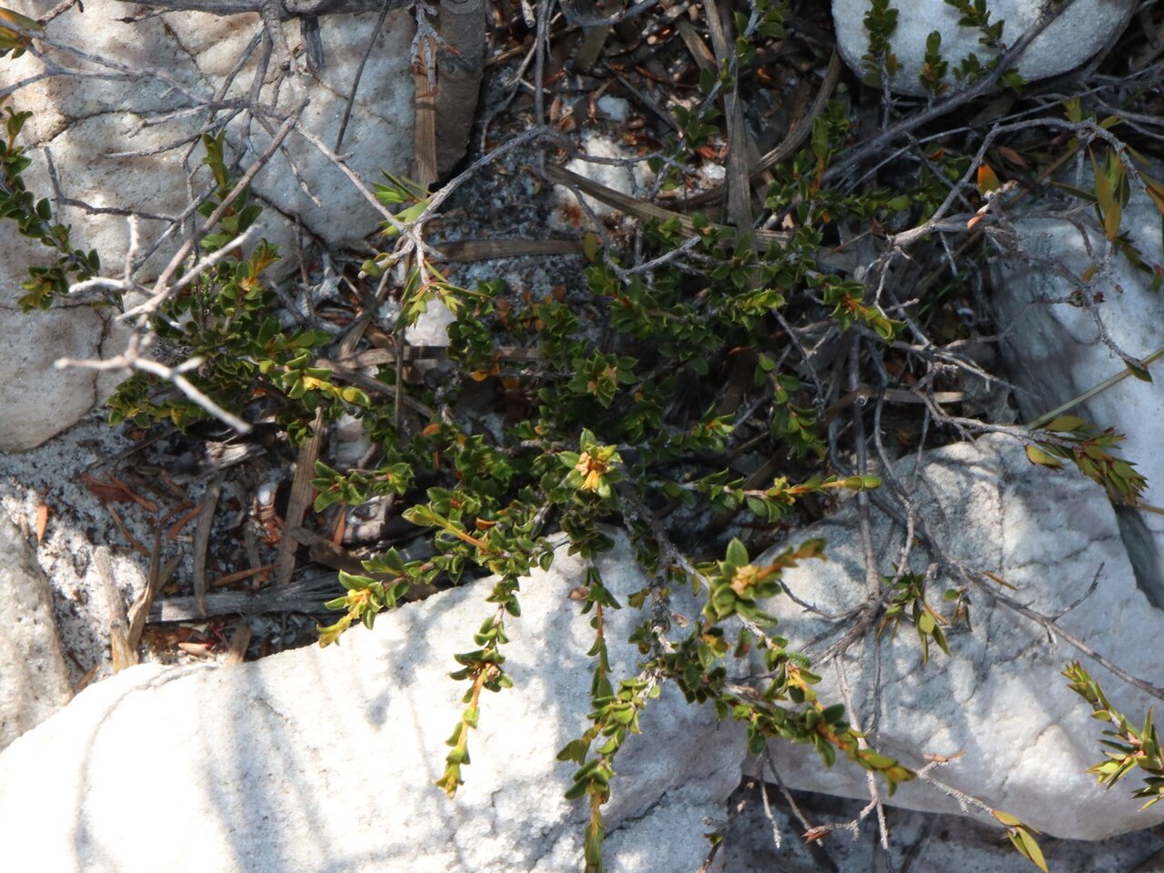 Stachystemon mucronatus: Stachystemon mucronatus. Species of plant.