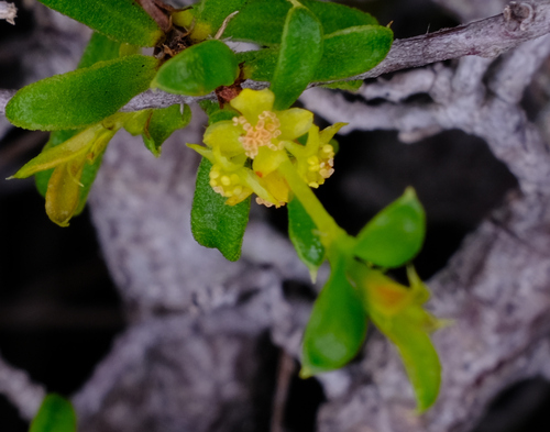 Stachystemon mucronatus (Stachystemon mucronatus)