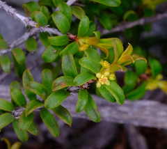 Stachystemon mucronatus (Stachystemon mucronatus)