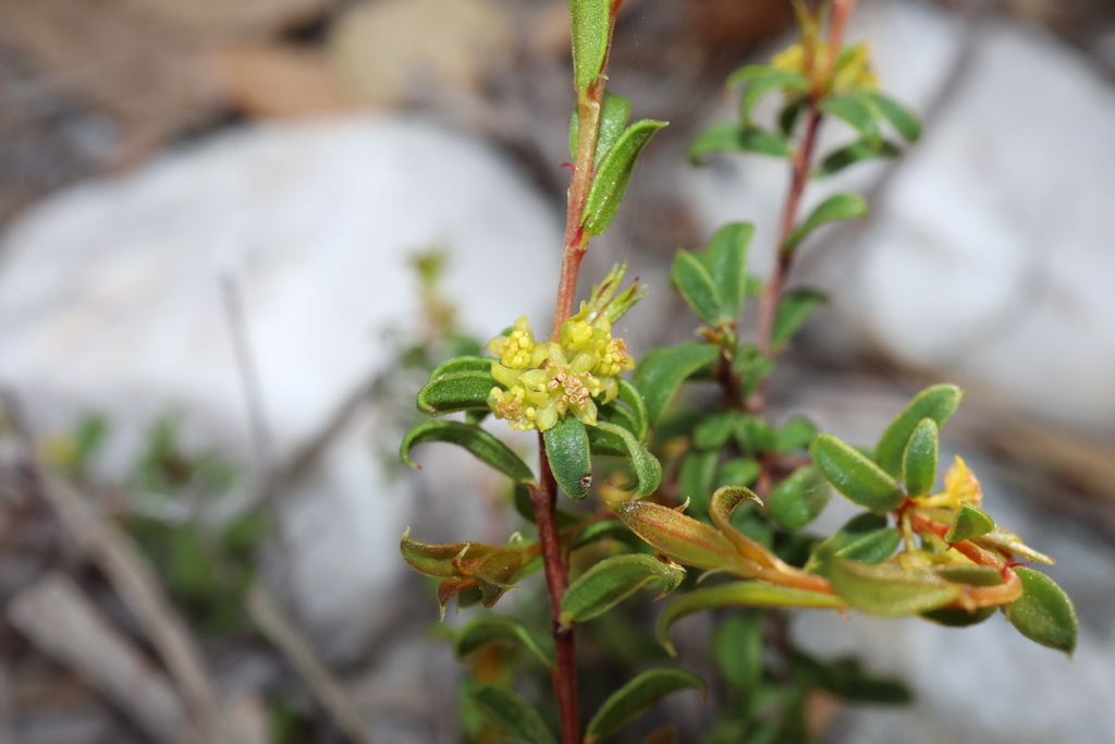 Stachystemon mucronatus (Stachystemon mucronatus)