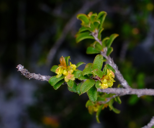 Stachystemon mucronatus (Stachystemon mucronatus)