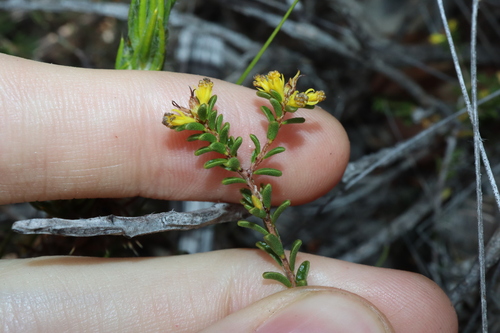 Stachystemon polyandrus (Stachystemon polyandrus)