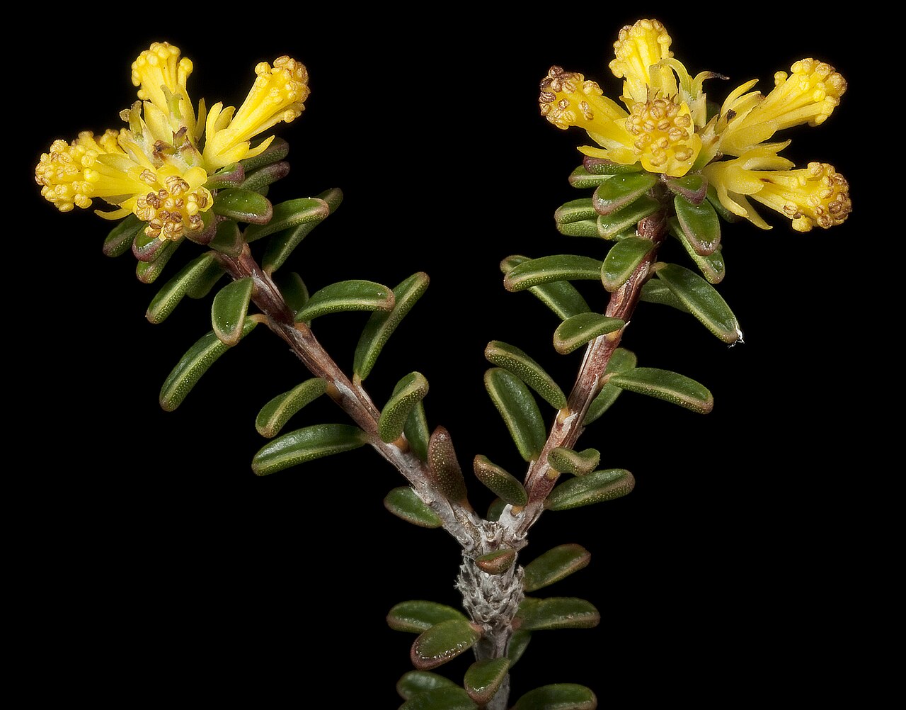 Stachystemon polyandrus: KRT4351