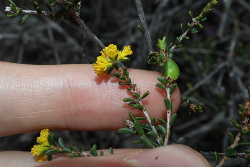 Stachystemon polyandrus (Stachystemon polyandrus)