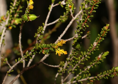 Stachystemon polyandrus (Stachystemon polyandrus)