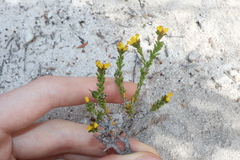 Stachystemon polyandrus (Stachystemon polyandrus)