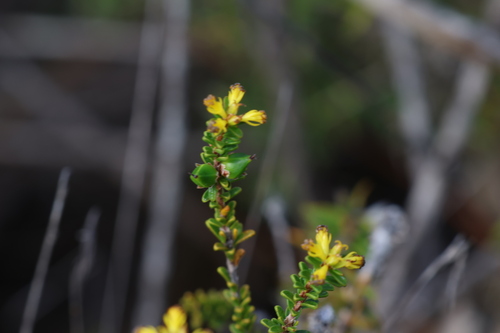 Stachystemon polyandrus (Stachystemon polyandrus)