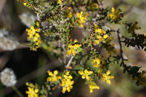 Stachystemon polyandrus (Stachystemon polyandrus)