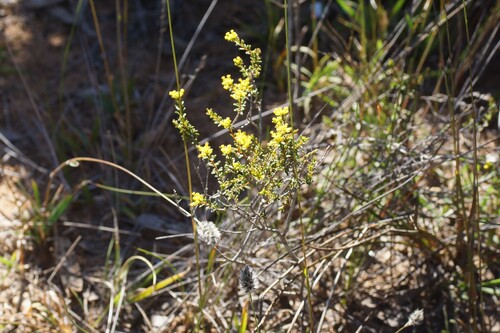 Stachystemon polyandrus (Stachystemon polyandrus)
