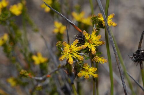 Stachystemon polyandrus (Stachystemon polyandrus)