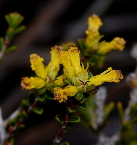 Stachystemon polyandrus (Stachystemon polyandrus)