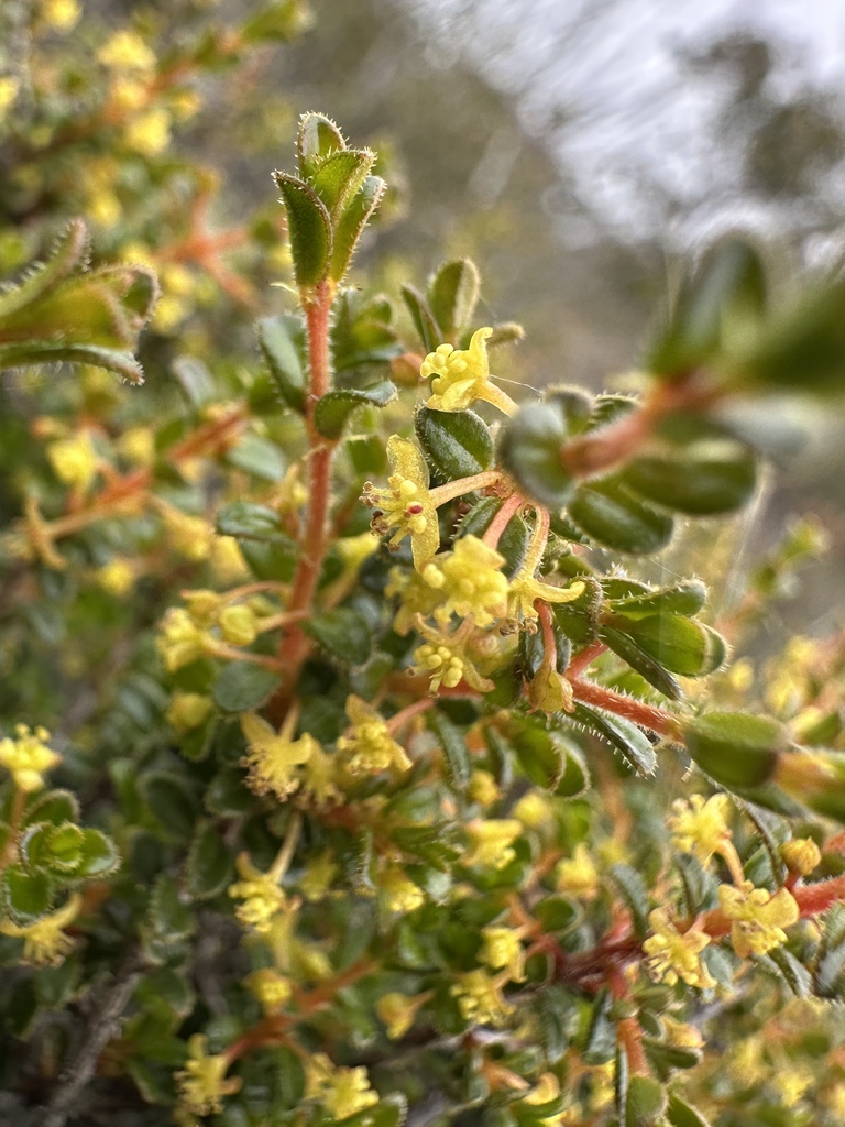 Stachystemon virgatus (Stachystemon virgatus)