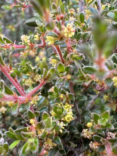 Stachystemon virgatus (Stachystemon virgatus)