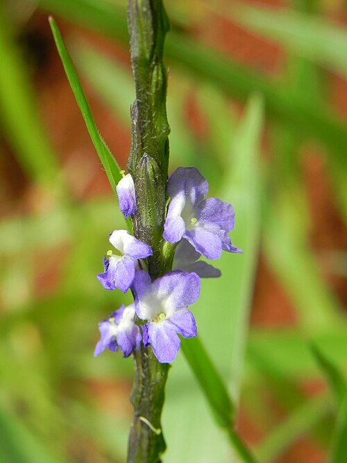 Cayenne porterweed: Stachytarpheta cayennensis (Rich.) Vahl - VERBENACEAE - Parque Olhos D'Água - Brasília - Distrito Federal - Brasil.