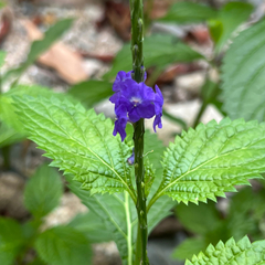 Cayenne porterweed (Stachytarpheta cayennensis)