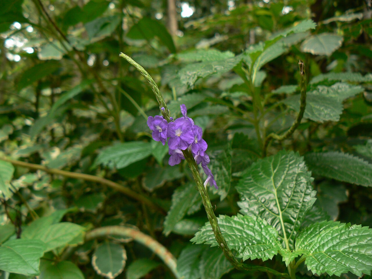 Cayenne porterweed: Verbenaceae (verbena, or vervain family) » Stachytarpheta cayennensis stak-ee-tar-FEE-tuh -- from the Greek stachys (ear of corn) and tarphys (thick) kae-yen-EN