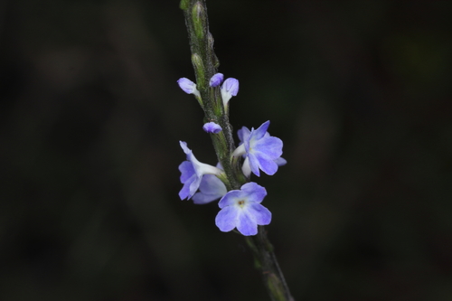 Cayenne porterweed (Stachytarpheta cayennensis)