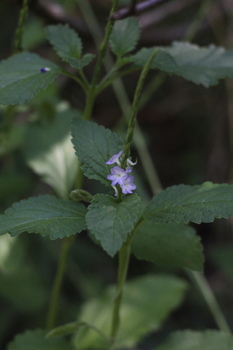 Cayenne porterweed (Stachytarpheta cayennensis)