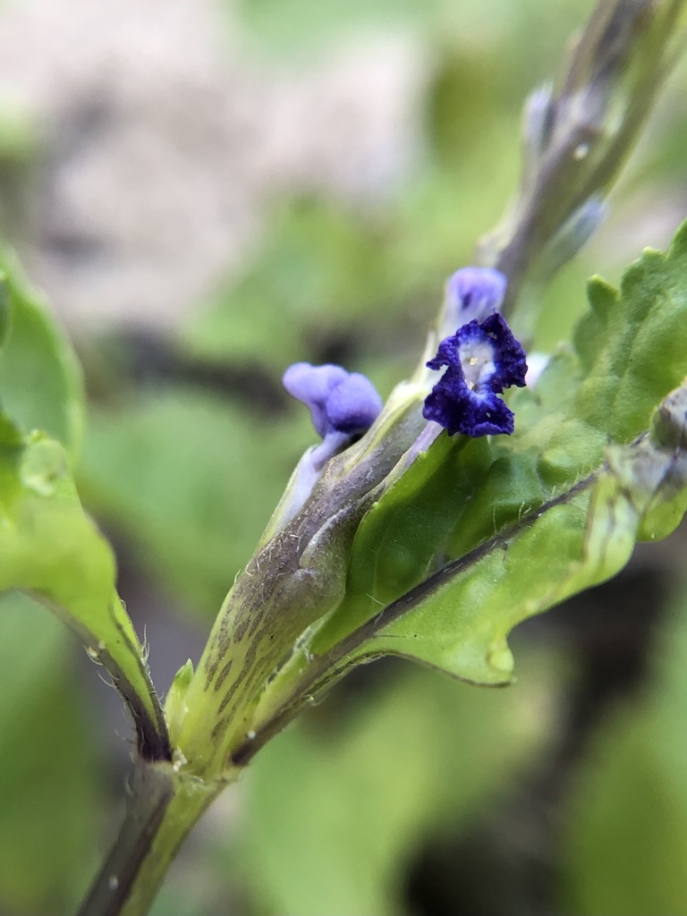 Cayenne porterweed (Stachytarpheta cayennensis)
