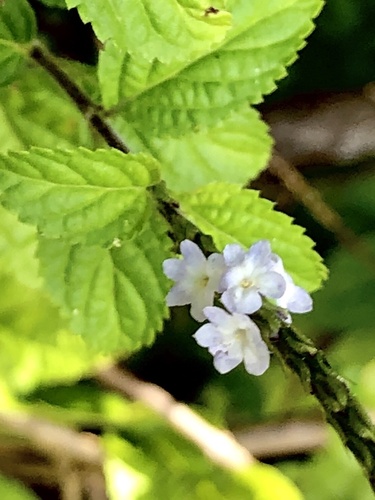 Cayenne porterweed (Stachytarpheta cayennensis)