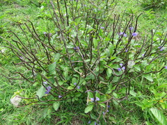 Cayenne porterweed (Stachytarpheta cayennensis)
