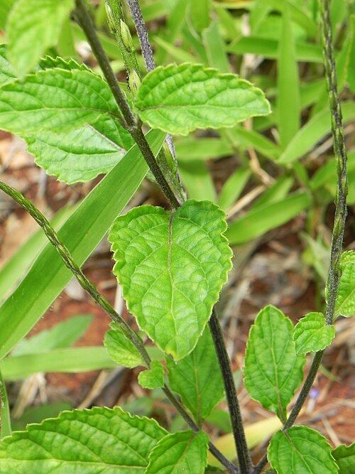 Cayenne porterweed: Stachytarpheta cayennensis (Rich.) Vahl - VERBENACEAE - Parque Olhos D'Água - Brasília - Distrito Federal - Brasil.