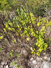 Stachytarpheta fruticosa (Stachytarpheta fruticosa)