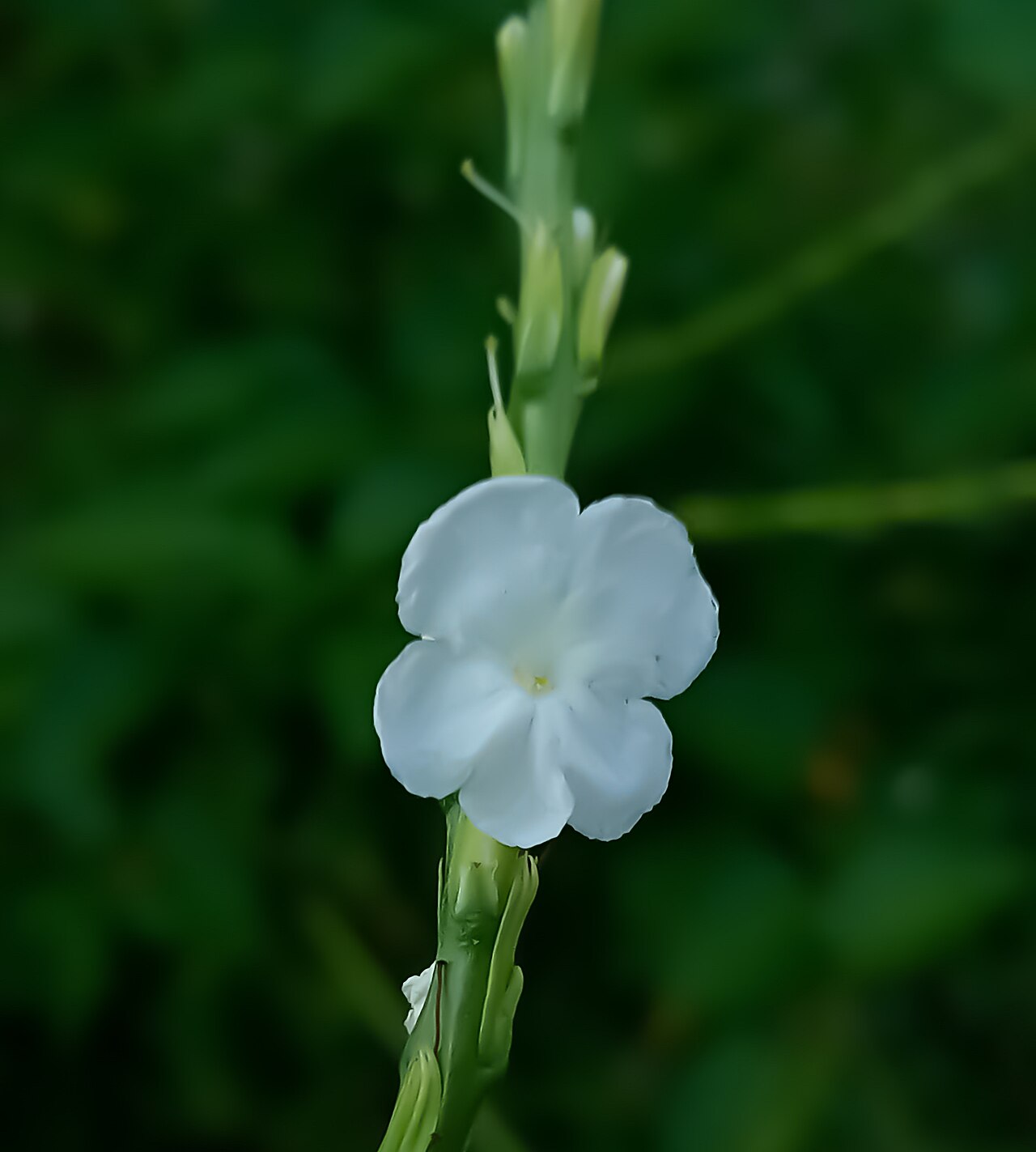 Light-blue snakeweed: Stachytarpheta indica, flower