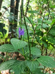 Light-blue snakeweed (Stachytarpheta indica)