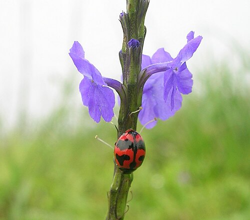 Light-blue snakeweed: Ladybird beetle on Stachytarpheta indica at Talakaveri, Coorg, India