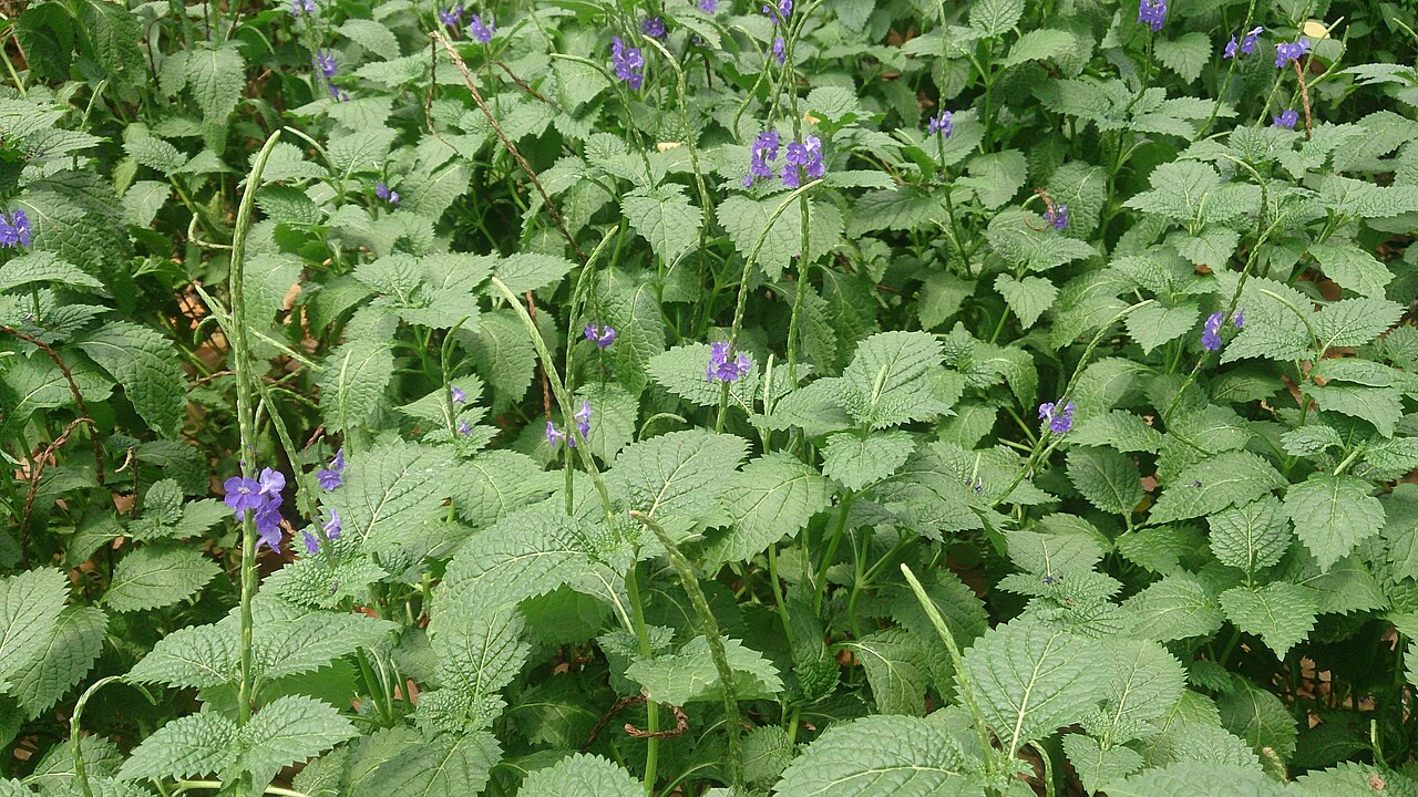 Light-blue snakeweed: Stachytarpheta indica. Common names: Blue porterweed, blue snakeweed, Brazilian tea, Jamaican porterweed, Jamaica vervain. This is a woody shrub that grows to a
