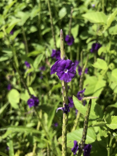 Light-blue snakeweed (Stachytarpheta indica)