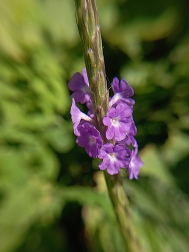Light-blue snakeweed (Stachytarpheta indica)