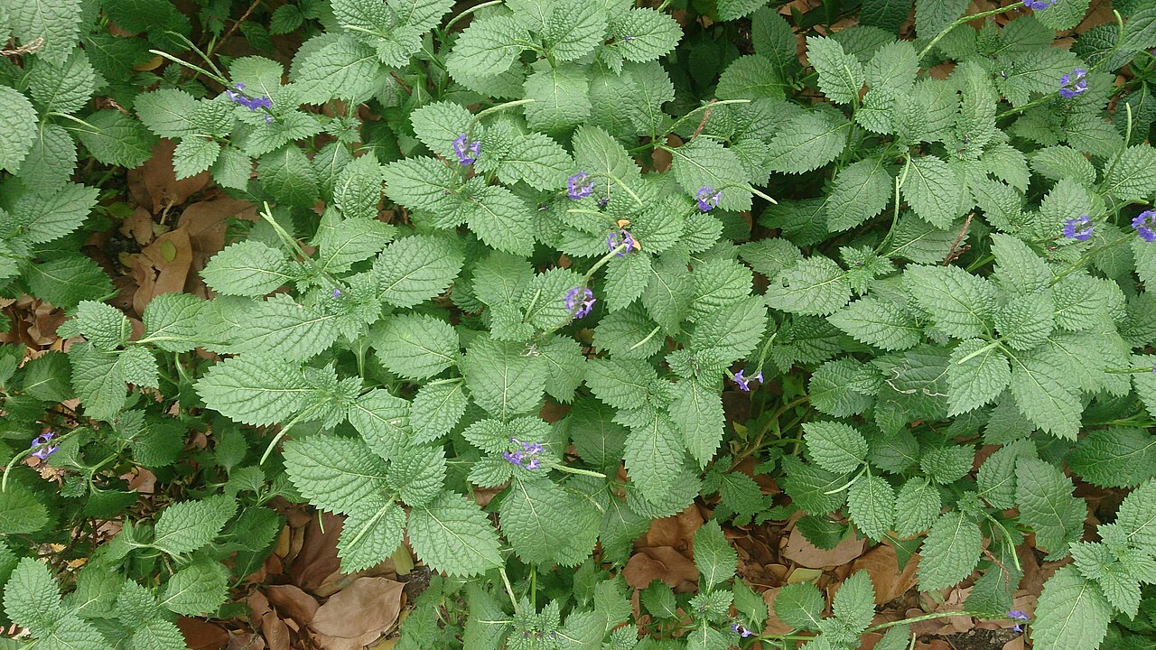 Light-blue snakeweed: Stachytarpheta indica. Common names: Blue porterweed, blue snakeweed, Brazilian tea, Jamaican porterweed, Jamaica vervain. See http://lee.ifas.ufl.edu/Hort/Gard