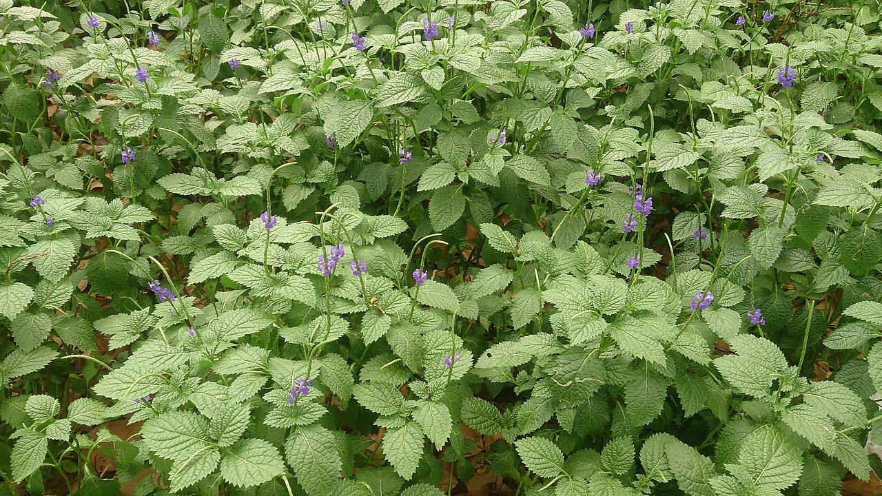 Light-blue snakeweed: Stachytarpheta indica. Common names: Blue porterweed, blue snakeweed, Brazilian tea, Jamaican porterweed, Jamaica vervain. See http://lee.ifas.ufl.edu/Hort/Gard