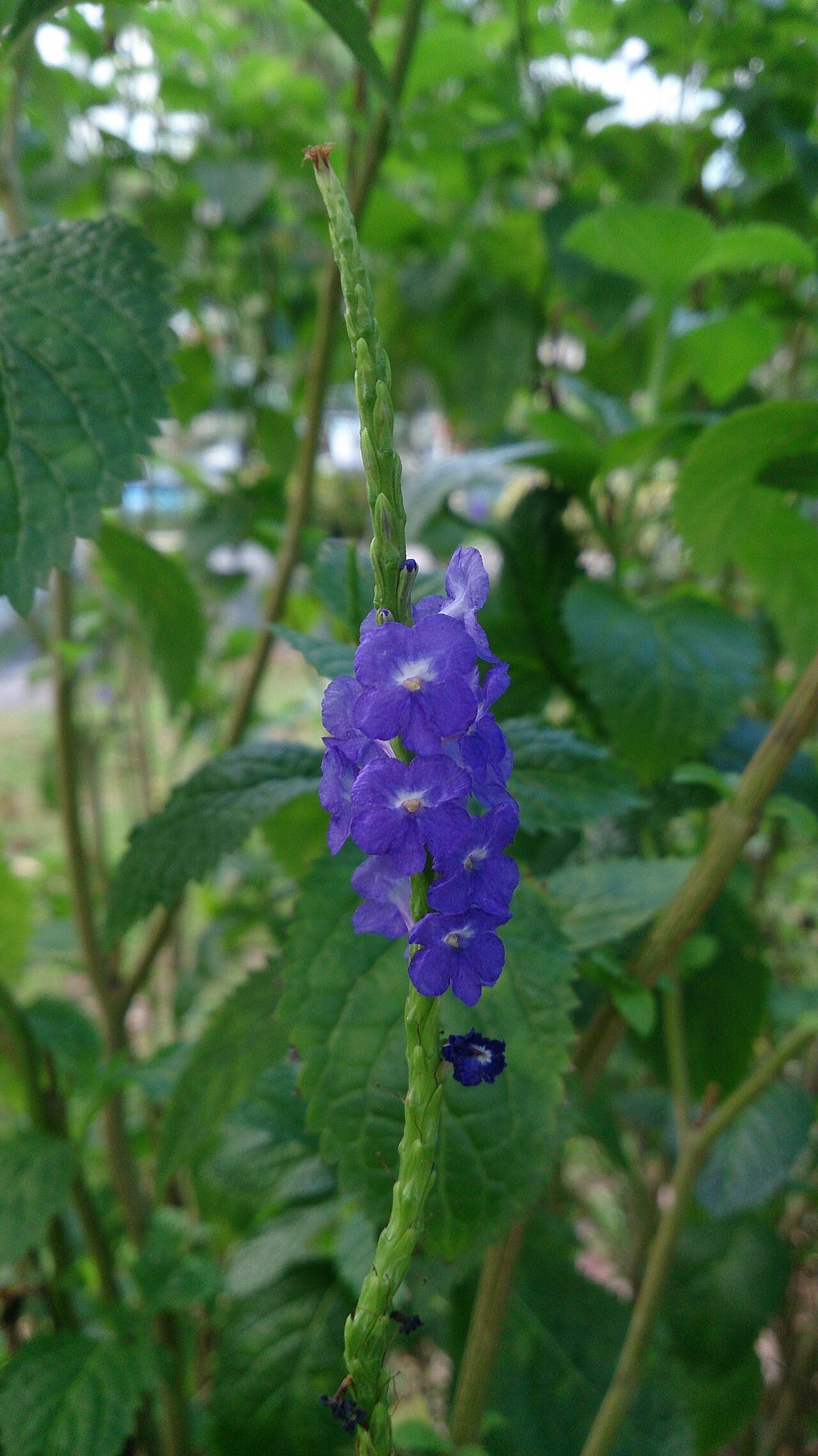 Light-blue snakeweed: Stachytarpheta indica. Common names: Blue Porterweed. Blue Snakeweed. Brazilian Tea. Jamaican Porterweed. Jamaica Vervain.