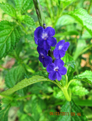 Light-blue snakeweed (Stachytarpheta indica)