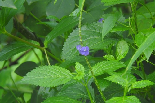 Light-blue snakeweed (Stachytarpheta indica)