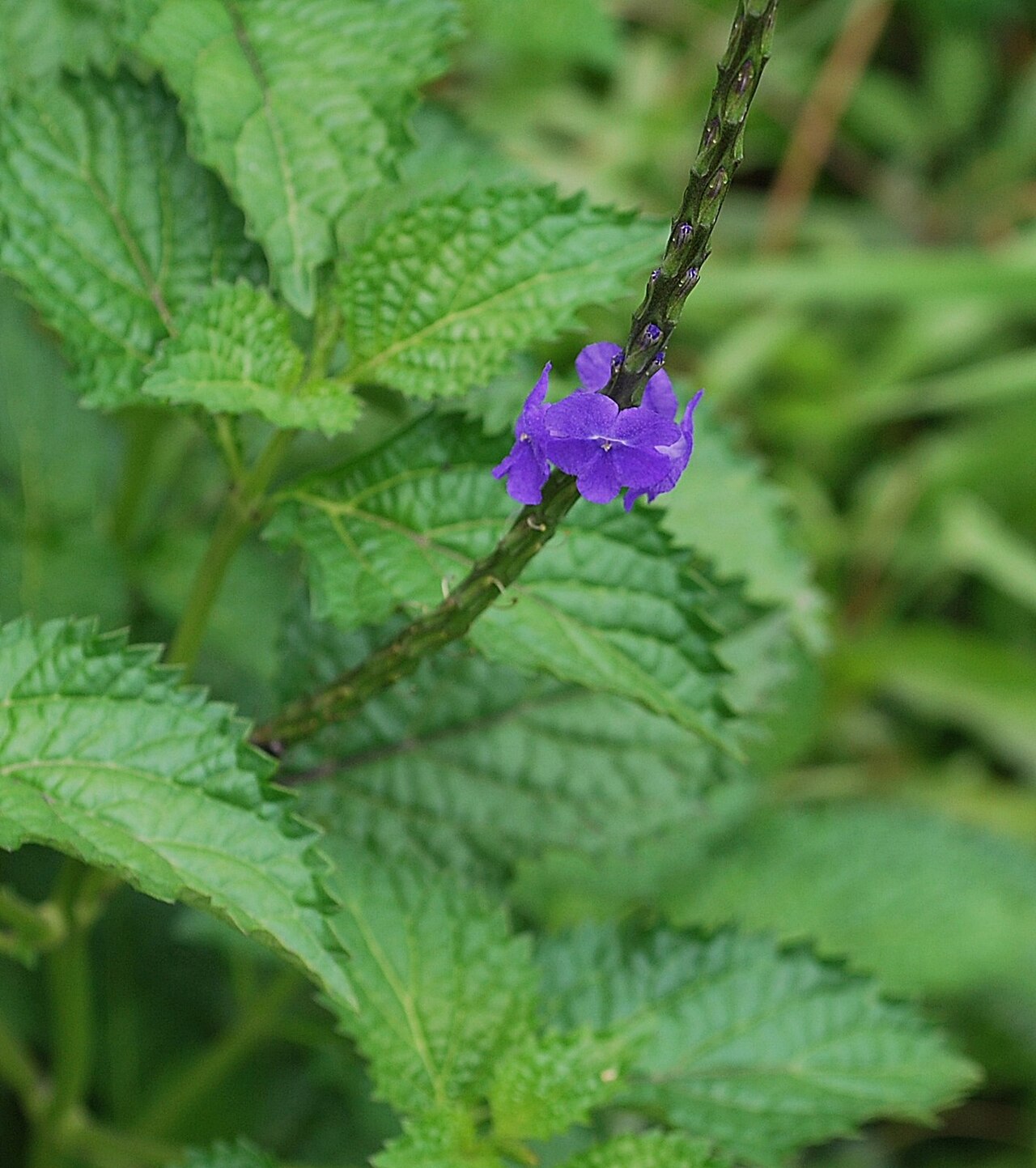 Light-blue snakeweed: stachytarpheta indica malayalam : ശീമക്കൊങ്ങിണി