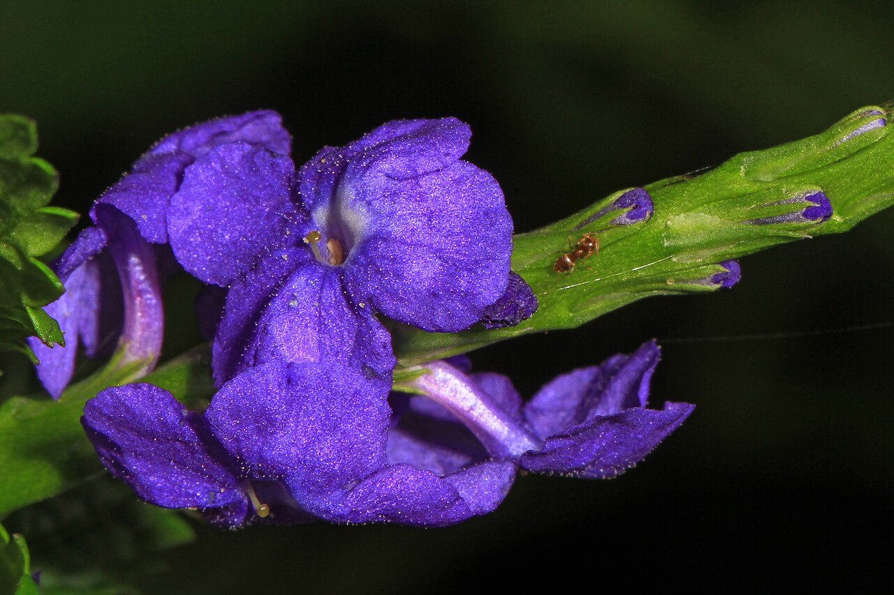 Light-blue snakeweed: Blue Porterweed - Stachytarpheta jamaicensis, Castellow Hammock Nature Preserve, Miami, Florida