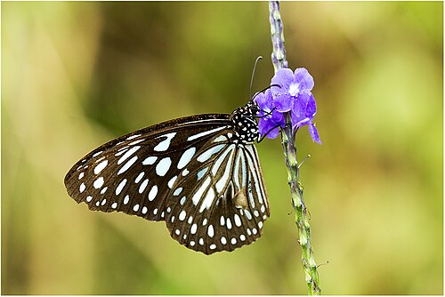 Light-blue snakeweed: Stachytarpheta jamaicensis - Jamaican Blue Spike