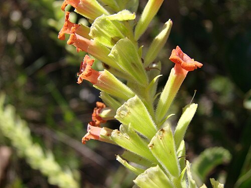 Stachytarpheta longespicata: Stachytarpheta longispicata (Pohl) S.Atkins - VERBENACEAE - Jardim Botânico de Brasília - Distrito Federal - Brasil.