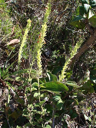 Stachytarpheta longespicata: Stachytarpheta longispicata - VERBENACEAE - Jardim Botânico de Brasília - Distrito Federal - Brasil.