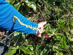 Stachytarpheta longespicata (Stachytarpheta longespicata)