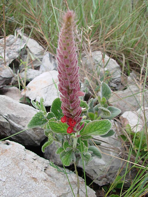 Stachytarpheta longespicata: Stachytarpheta chamissonis Walp. (sin. hom. de Stachytarpheta longispicata (Pohl) S.Atkins ) - VERBENACEAE - Parque Nacional da Chapada dos Veadeiros - Cavalcan