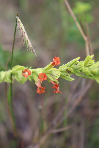 Stachytarpheta longespicata (Stachytarpheta longespicata)
