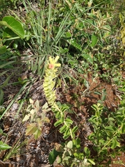 Stachytarpheta longespicata (Stachytarpheta longespicata)
