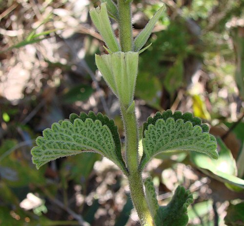 Stachytarpheta longespicata: Stachytarpheta longispicata - VERBENACEAE - Jardim Botânico de Brasília - Distrito Federal - Brasil.