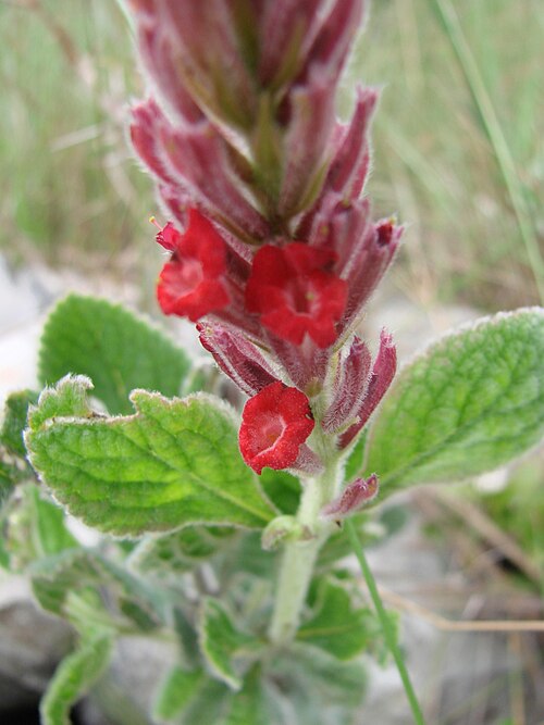 Stachytarpheta longespicata: Stachytarpheta chamissonis Walp. (sin. hom. de Stachytarpheta longispicata (Pohl) S.Atkins ) - VERBENACEAE - Parque Nacional da Chapada dos Veadeiros - Cavalcan