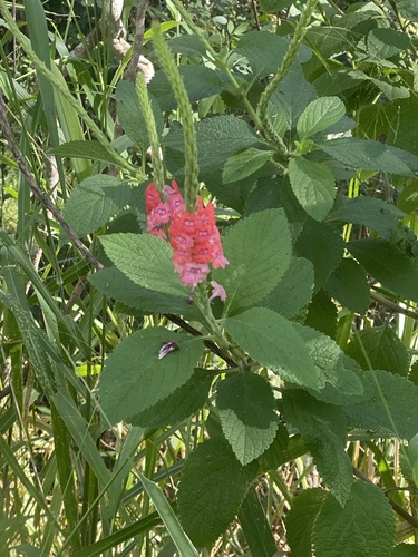 Changeable velvetberry (Stachytarpheta mutabilis)
